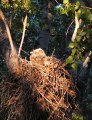 Great Horned Owl chicks