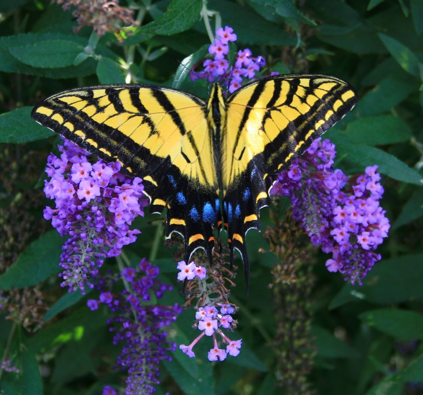 Two-tailed Swallowtail