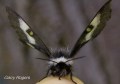 black-and-white-moth