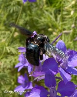 Carpenter Bee on Larkspur