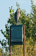 Great Blue Heron on bat house