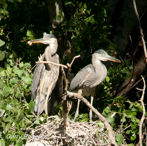 Great Blue Heron chicks