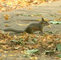 Cliff Chipmunk