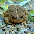 Rocky Mountain Toad