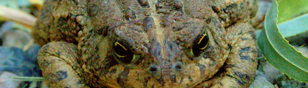 Rocky Mountain Toad