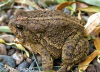 Rocky Mountain Toad