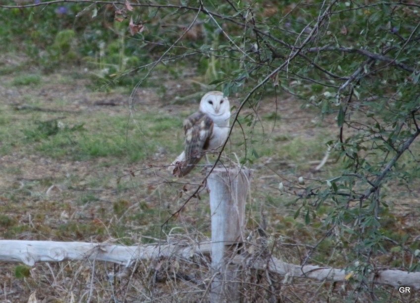 Barn Owl