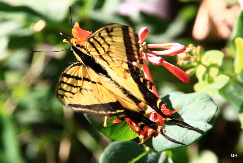 Tiger Swallowtail