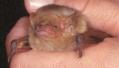 western yellow bat