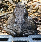 Colorado River Toad at Coldwater Farm