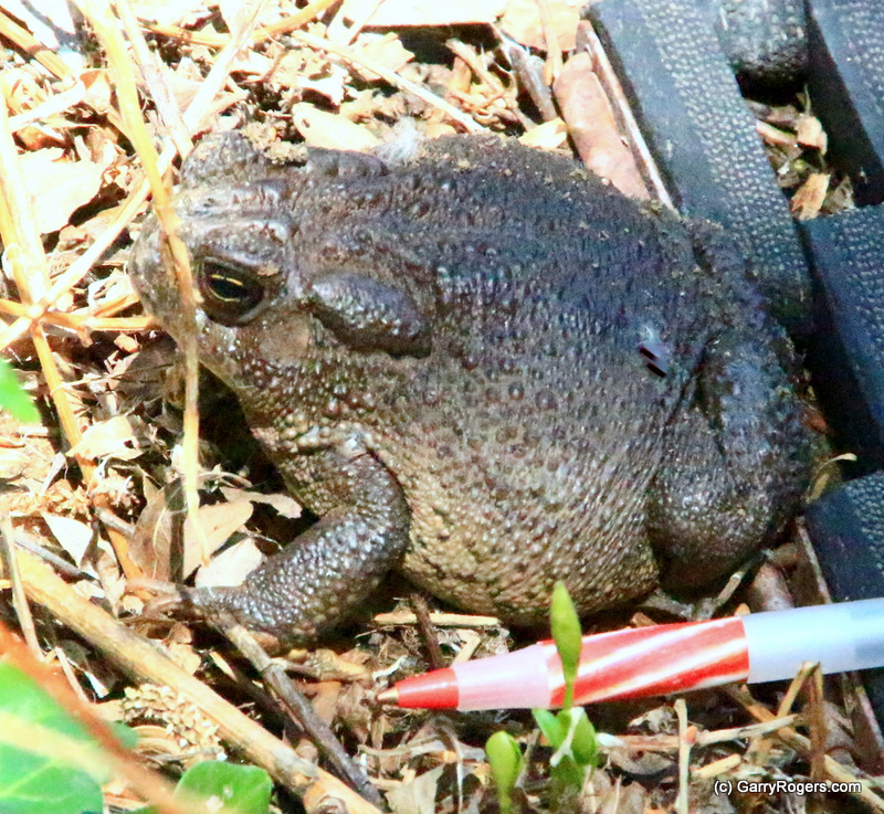 Sonoran Desert Toad