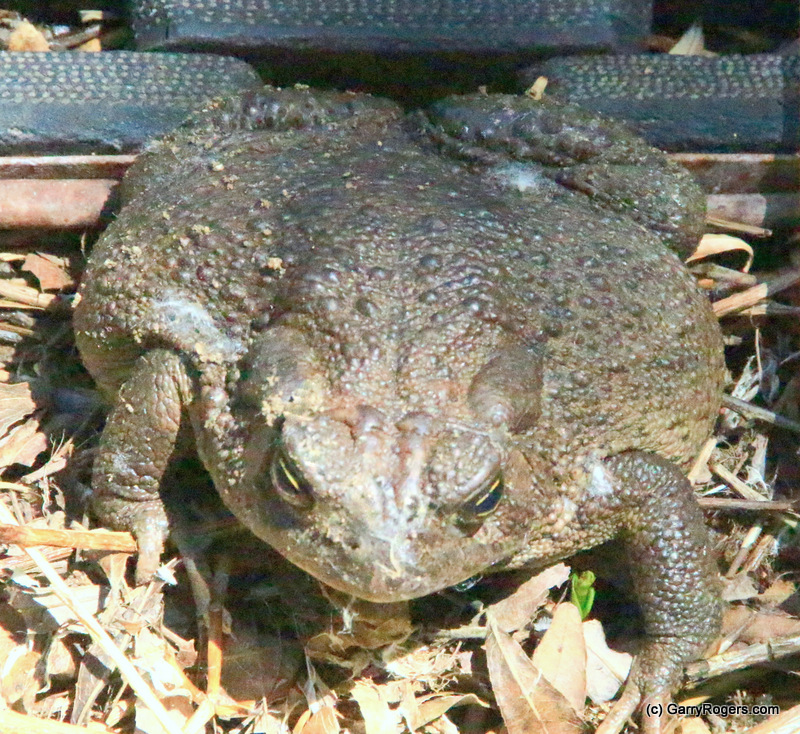 Sonoran Desert Toad
