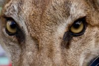 His Round Yellow Eyes