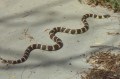Kingsnake in Motion