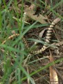 Arizona Alligator Lizard