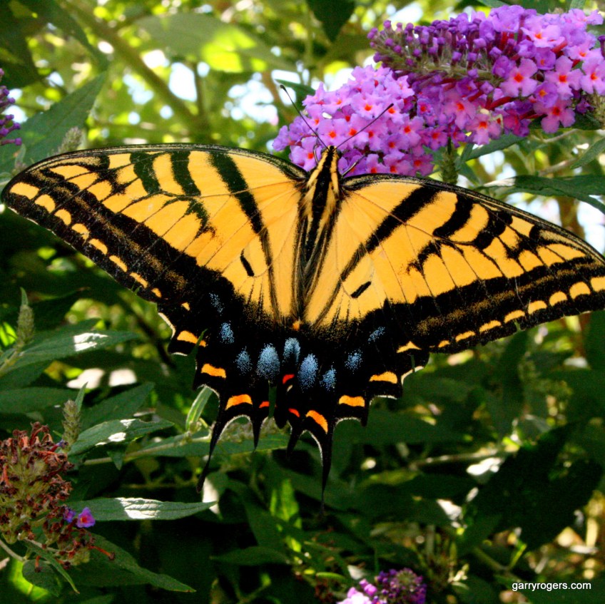 Tiger Swallowtail