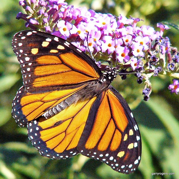 Monarch (Danaus Plexippus)
