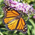 Monarch (Danaus Plexippus)