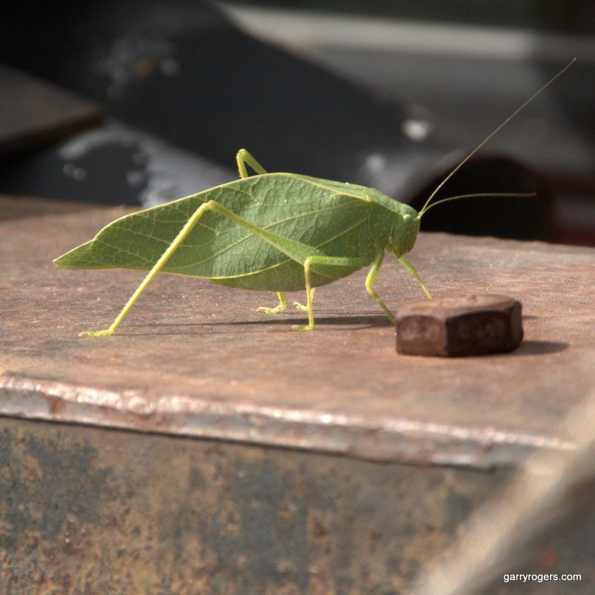 Greater Anglewing Katydid