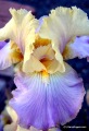 Garry Rogers' Iris at Coldwater Farm