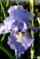 Three irises at Coldwater Farm