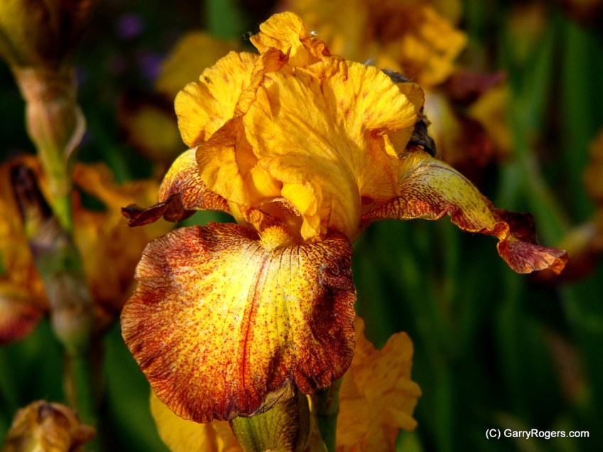 Garry Rogers' Irises at Coldwater Farm