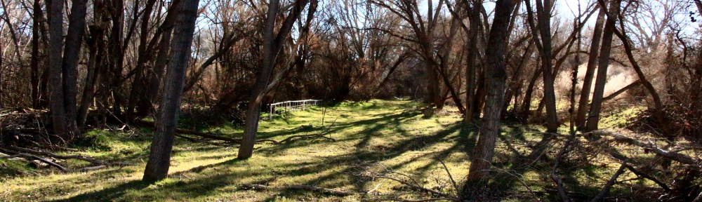 Ripgut Brome pasture
