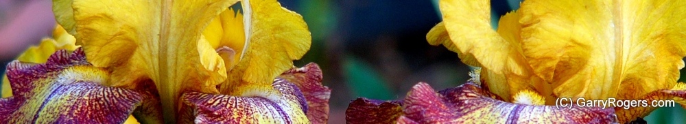Garry Rogers' Irises at Coldwater Farm