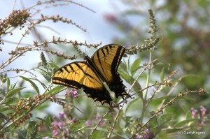 Two-tailed Swallowtail