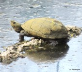 Sonora Mud Turtle