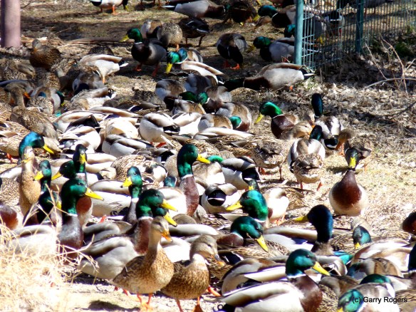 02-20090220-20090220-P1020064