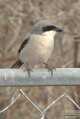 Loggerhead Shrike