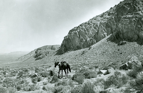 1901 (Gilbert). Shrubland in the Great Basin Desert. 